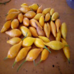 Tabernanthe Iboga